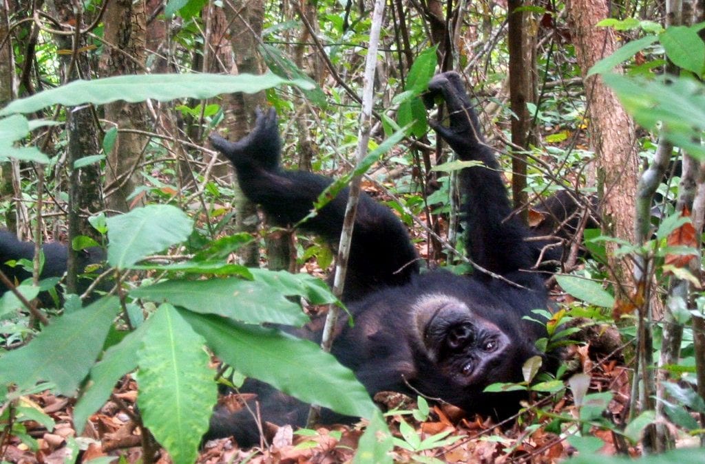 Wild and Captive Chimpanzees Share Personality Traits With Humans