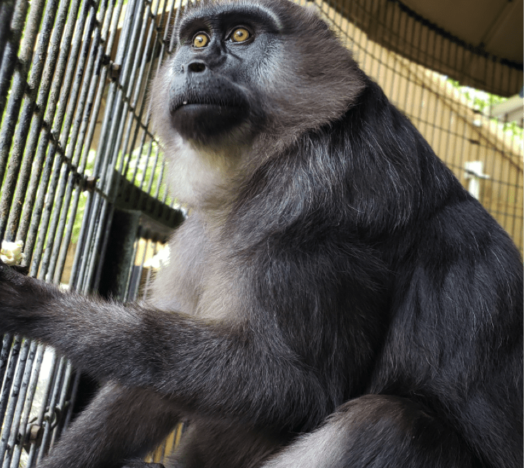 A Day for Apes