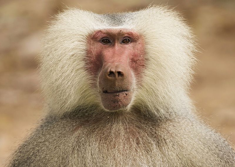 US lawmakers propose plan to reduce primate research at National Institutes of Health