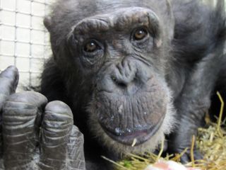 So You Think You Want A Pet Monkey Or Ape Primate Rescue Center