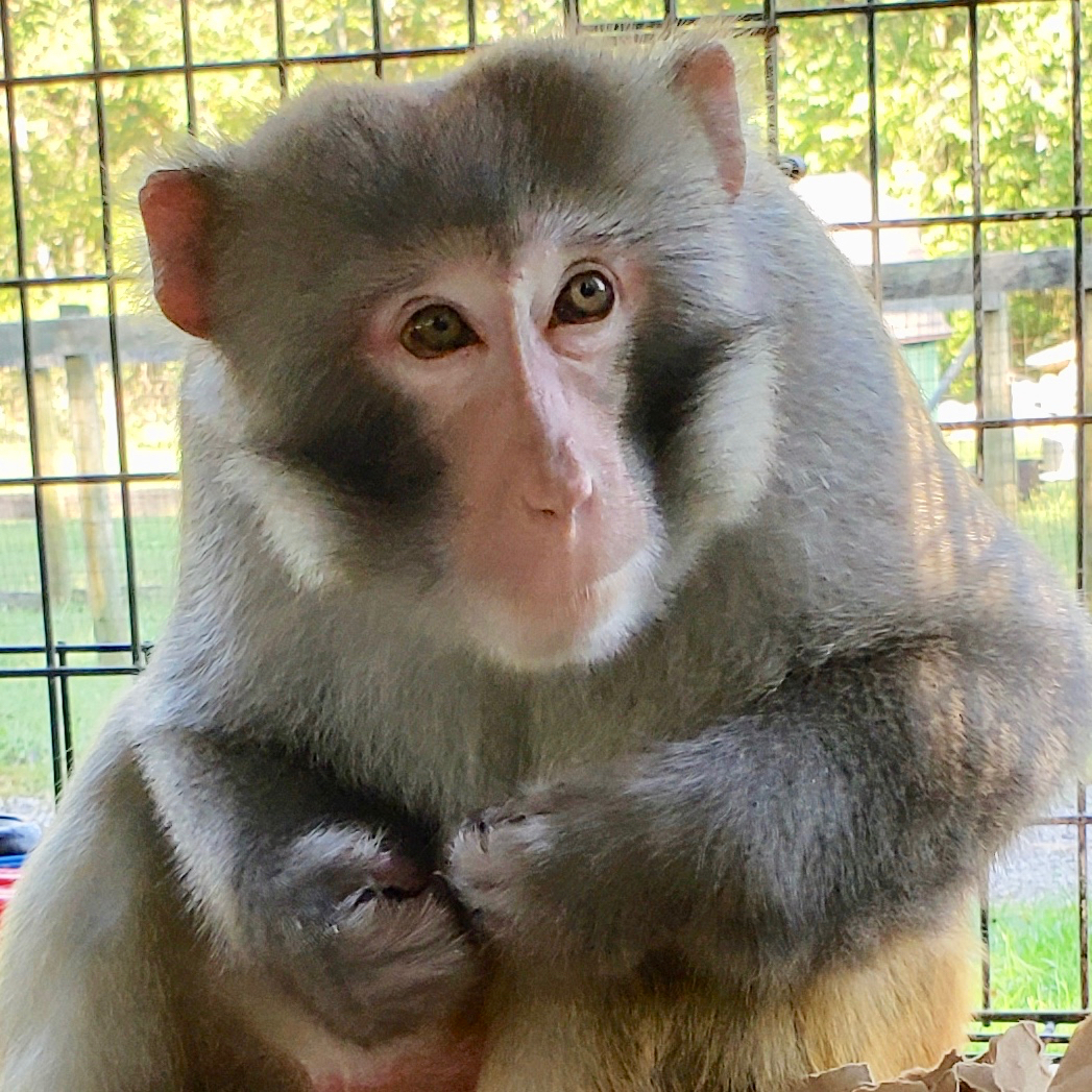 Rescue monkeys for store adoption