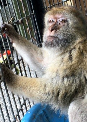 Las Vegas Zoo Barbary Macaques