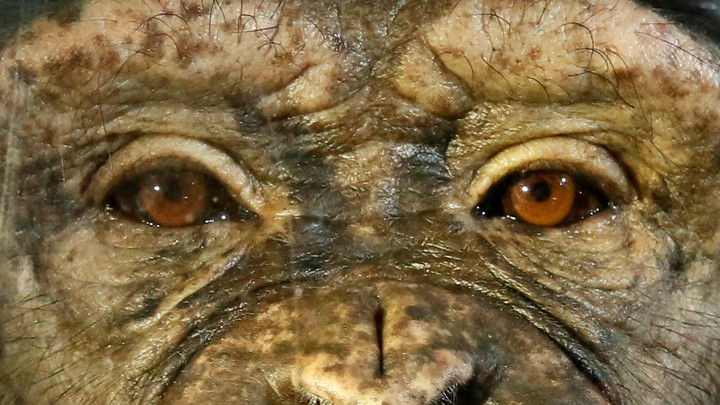 Chimpanzees Are Going Through a Tragic Loss