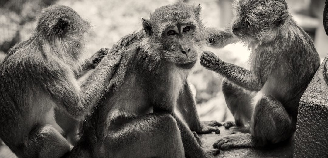 The Desire for Friendship Runs Deeper in Primates Than We Thought