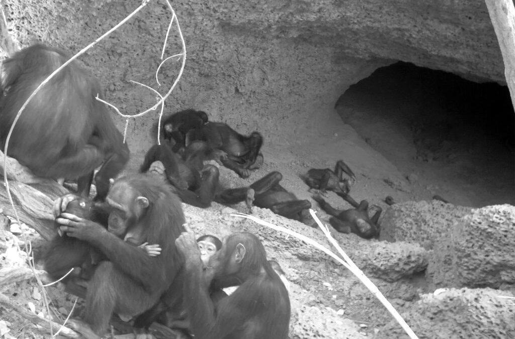 Why Chimp Moms Flock to Caves on the Savanna