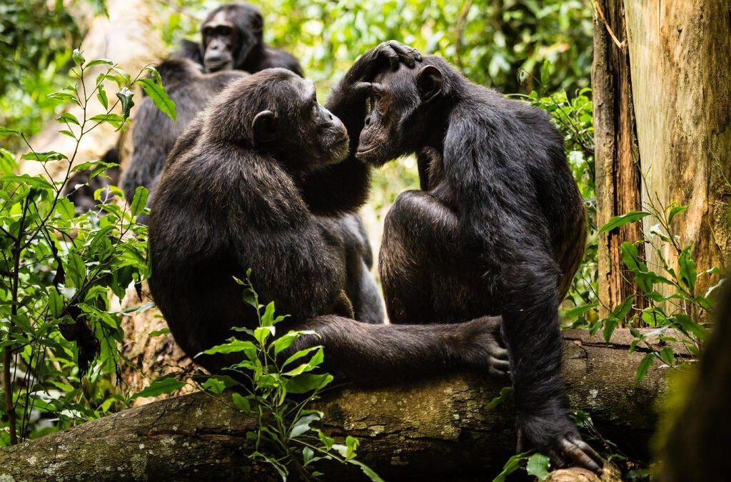 No Grumpy Old Men in the World of Chimps