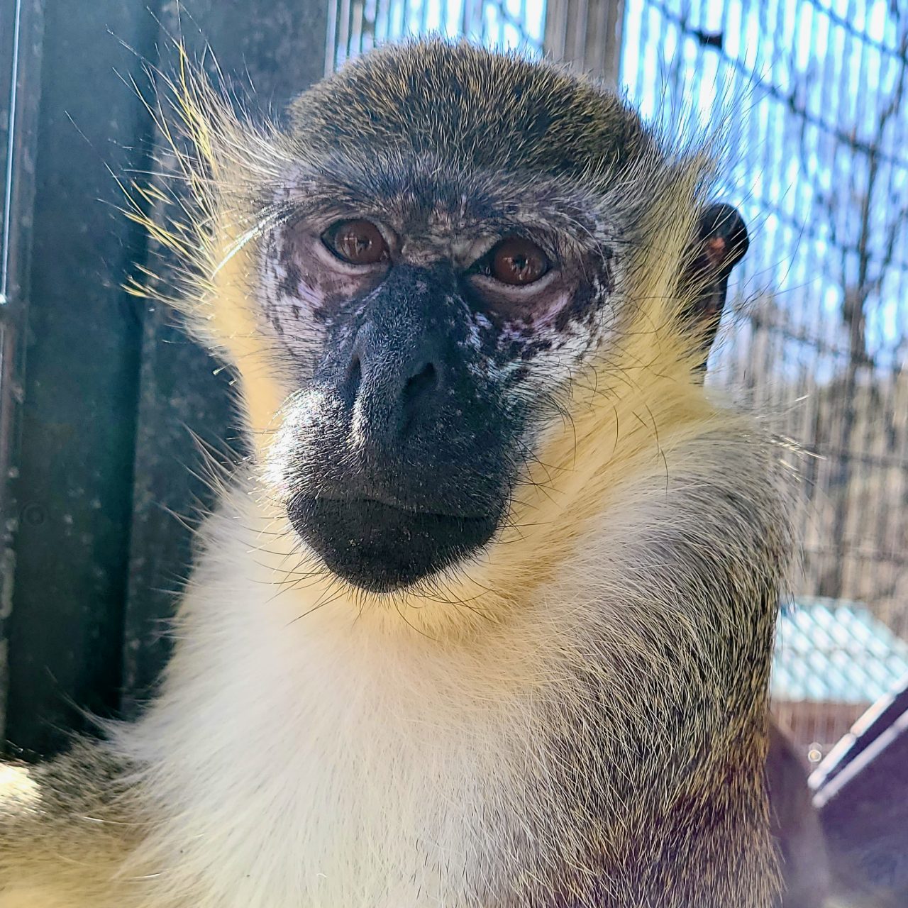 Primate Rescue Center Kentucky, USA