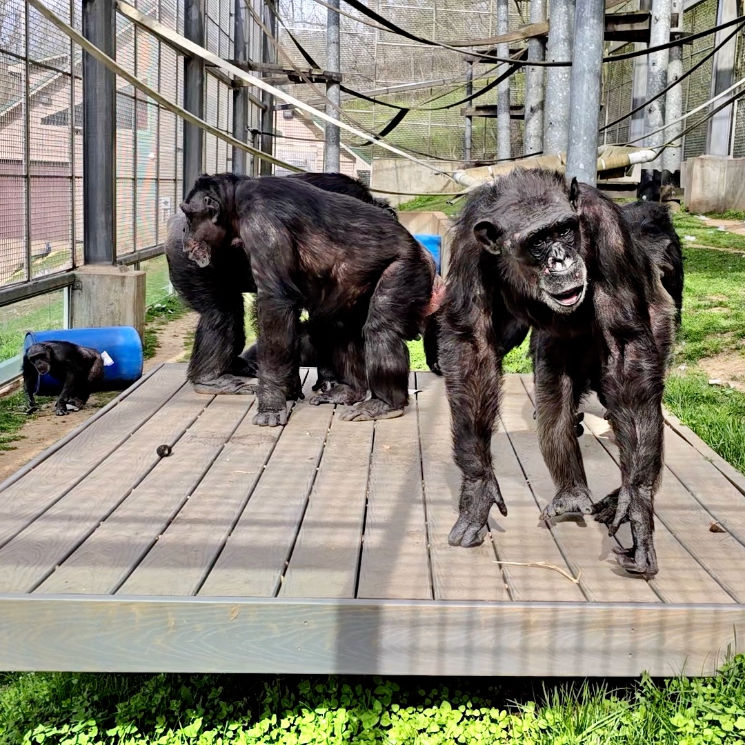 Chimp Group